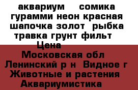 аквариум, 2 сомика гурамми неон красная шапочка золот. рыбка травка грунт фильт › Цена ­ 1 000 - Московская обл., Ленинский р-н, Видное г. Животные и растения » Аквариумистика   